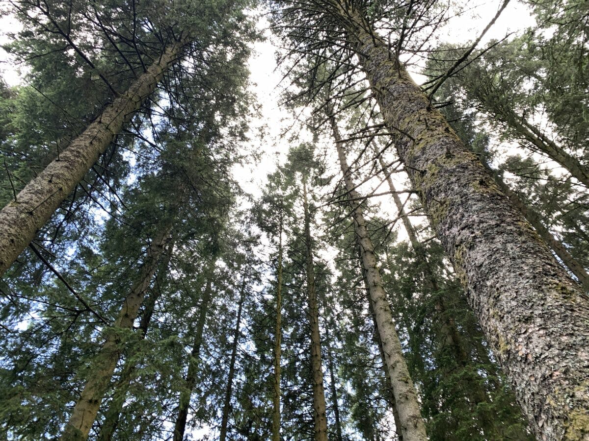 Ser opp på høye trær i en tett skog med sollys som filtrerer gjennom kalesjen.