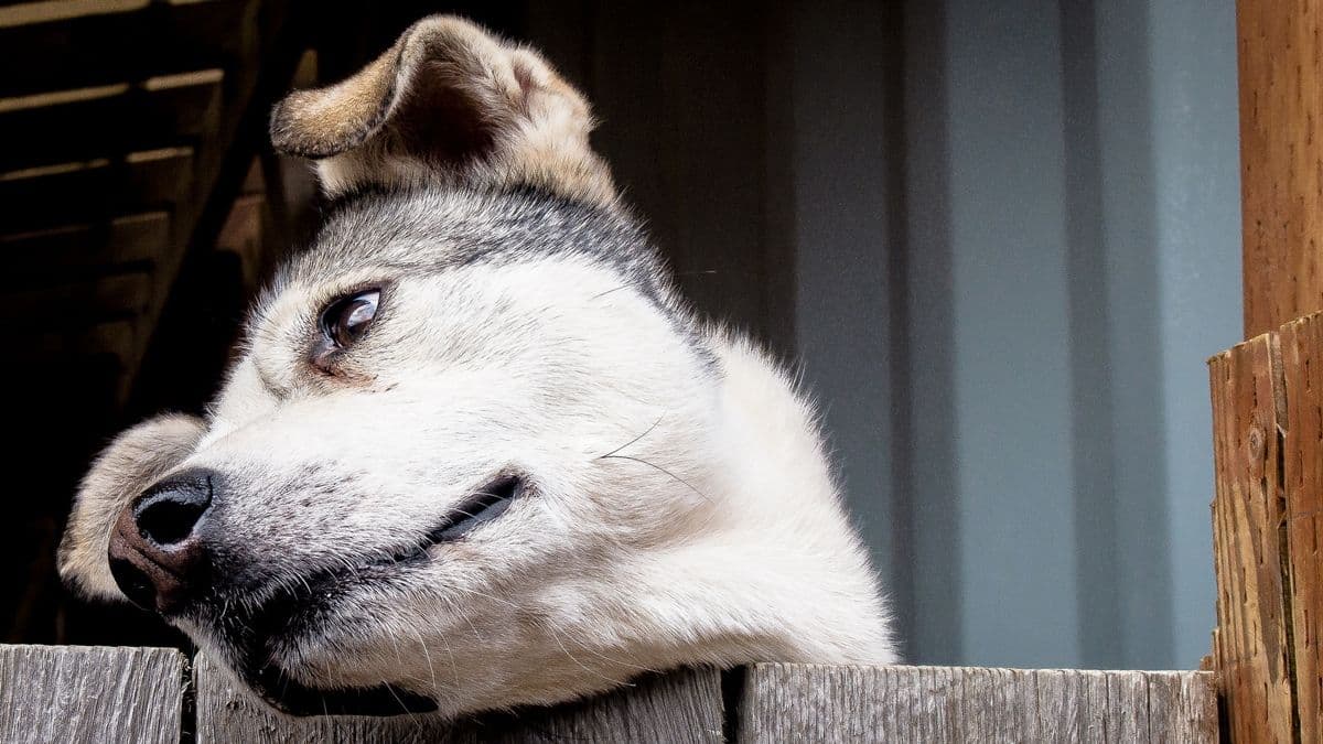 Snømangel møter deltakerne i Iditarod.