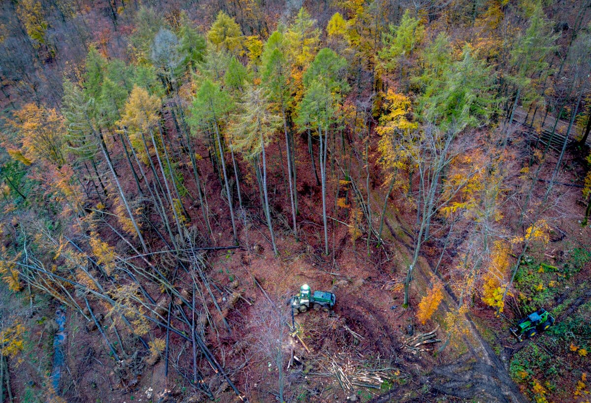 Et luftfoto av en skog om høsten.