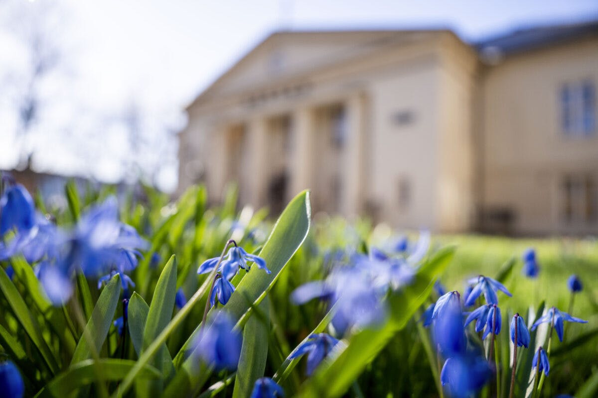 Nærbilde av livlige blå blomster med en uskarp, lys bygning med søyler i bakgrunnen.