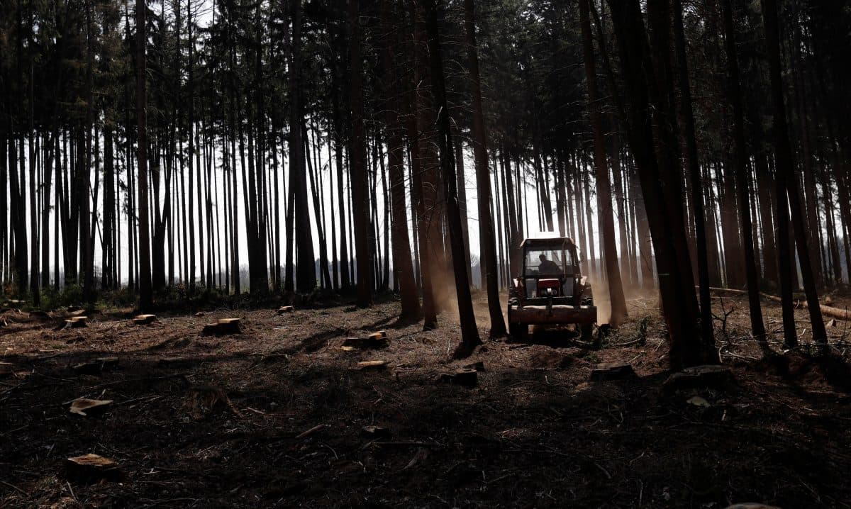 En traktor navigerer gjennom en skog med høye trær, og etterlater seg et spor av støv. Noen trær er kuttet, og stubber er synlige på bakken.