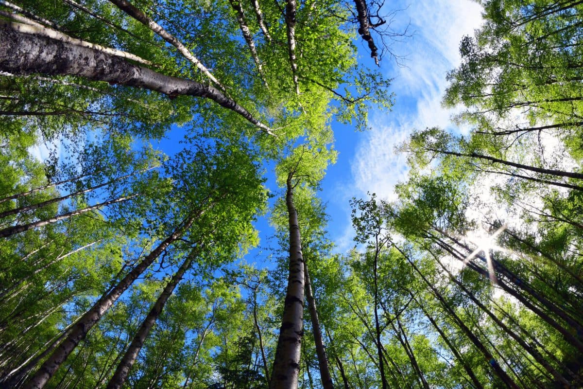 27474338801_aa881ee404_o