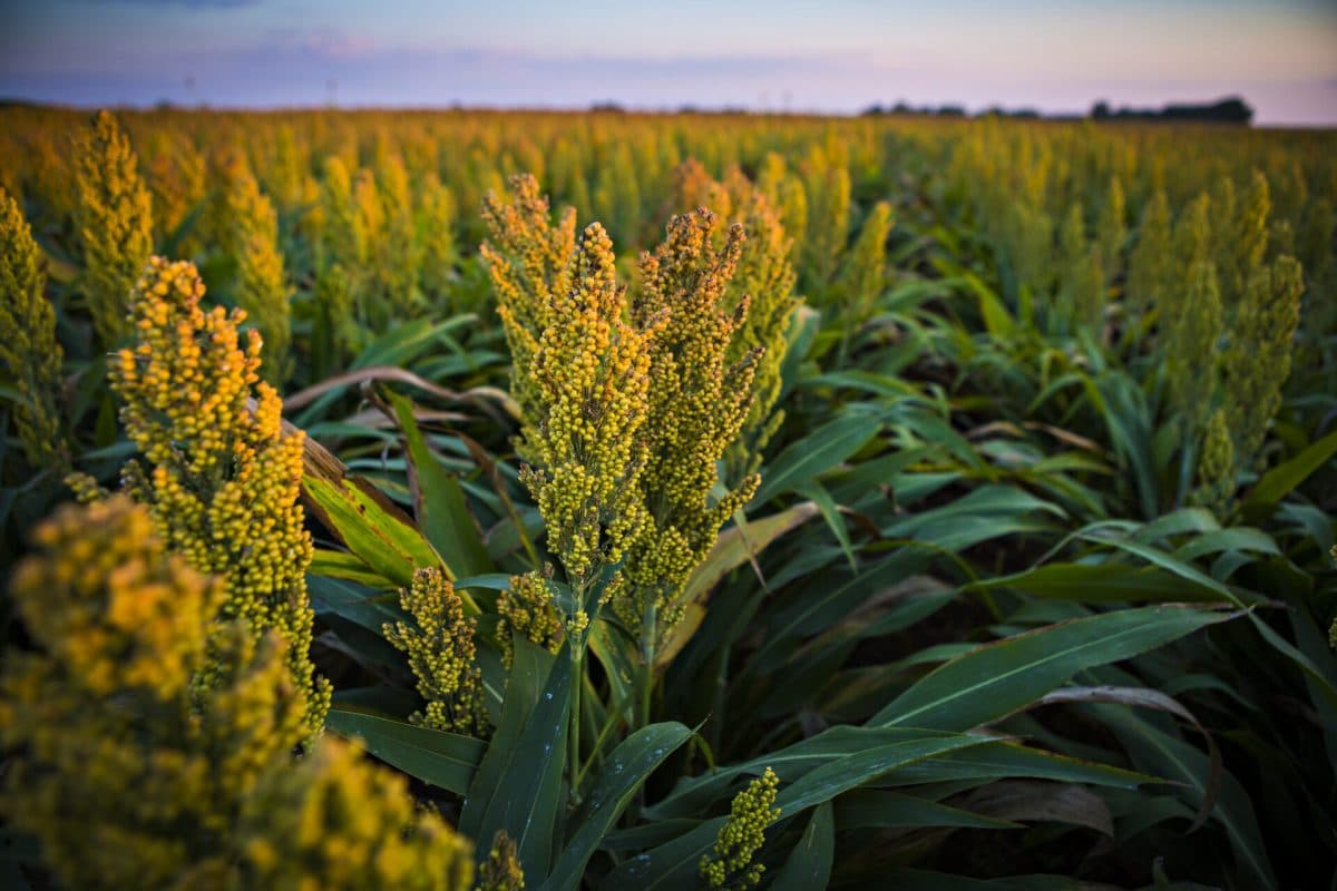 15278186240_1d56213d21_k