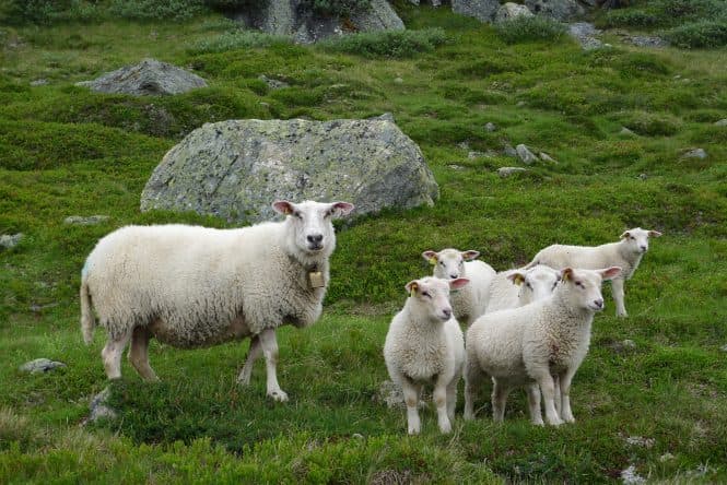 En sau og fem lam på utmarksbeite