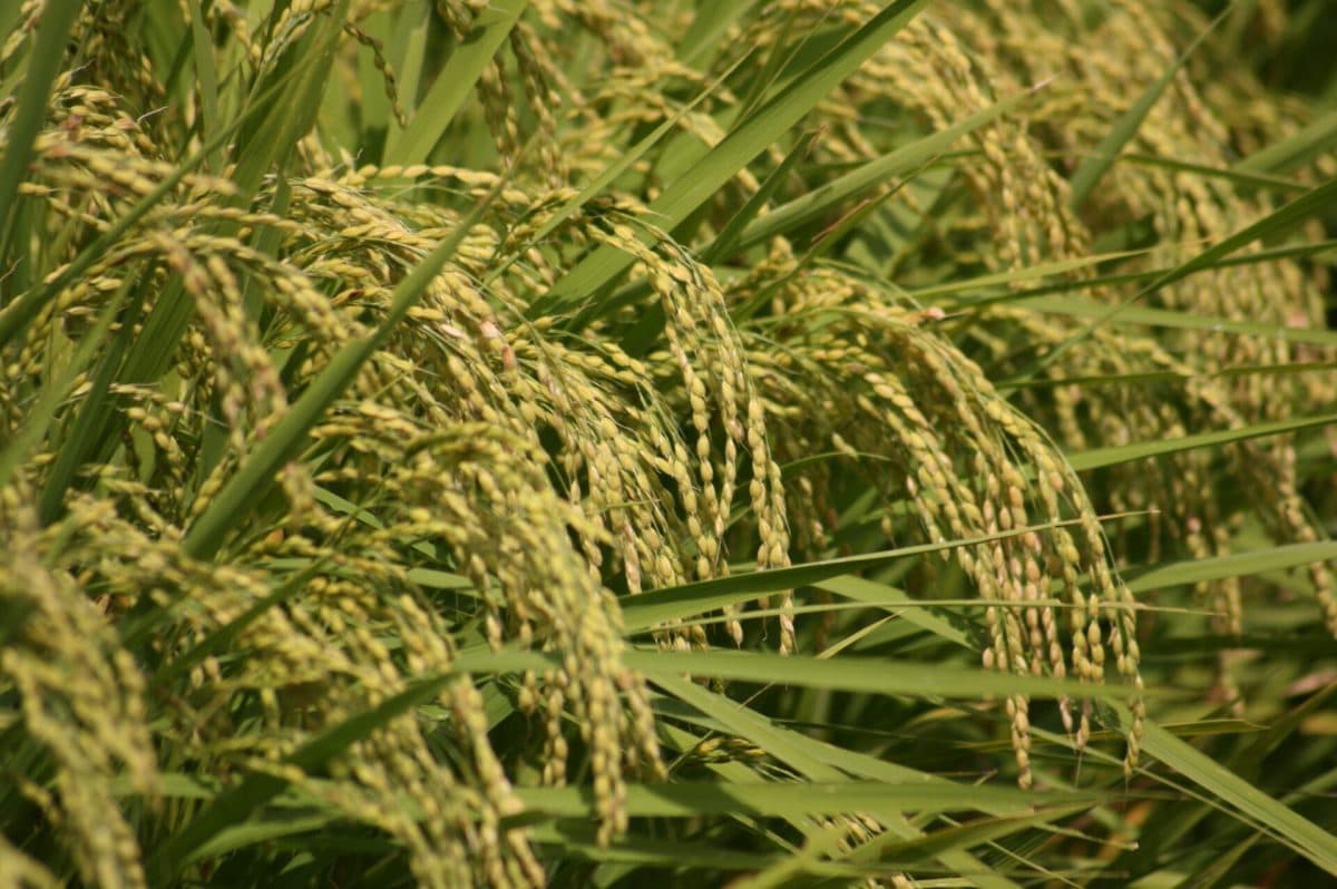 1261219175_31da01f316_o