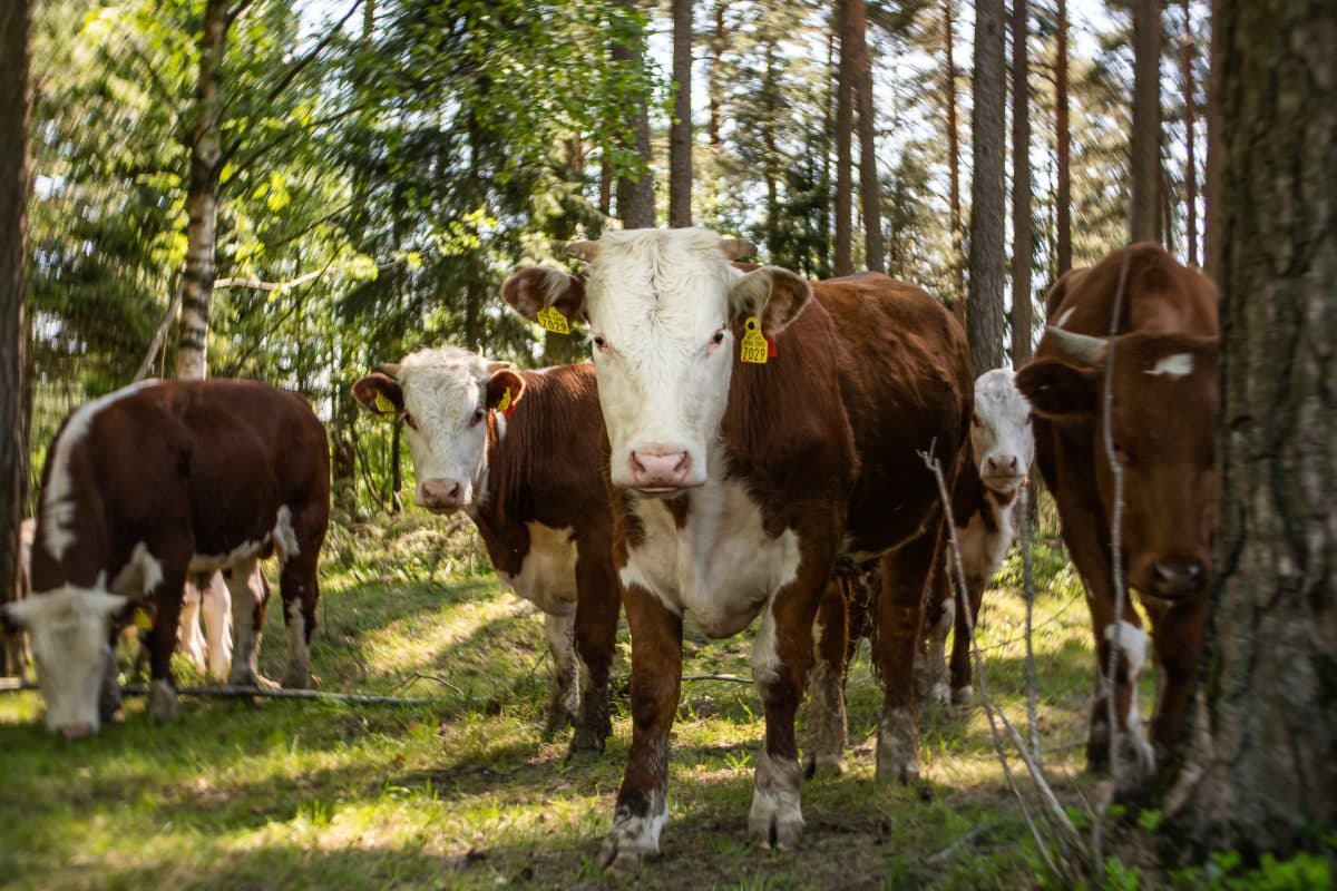 Birgit_Fostervold_by_nc_nd