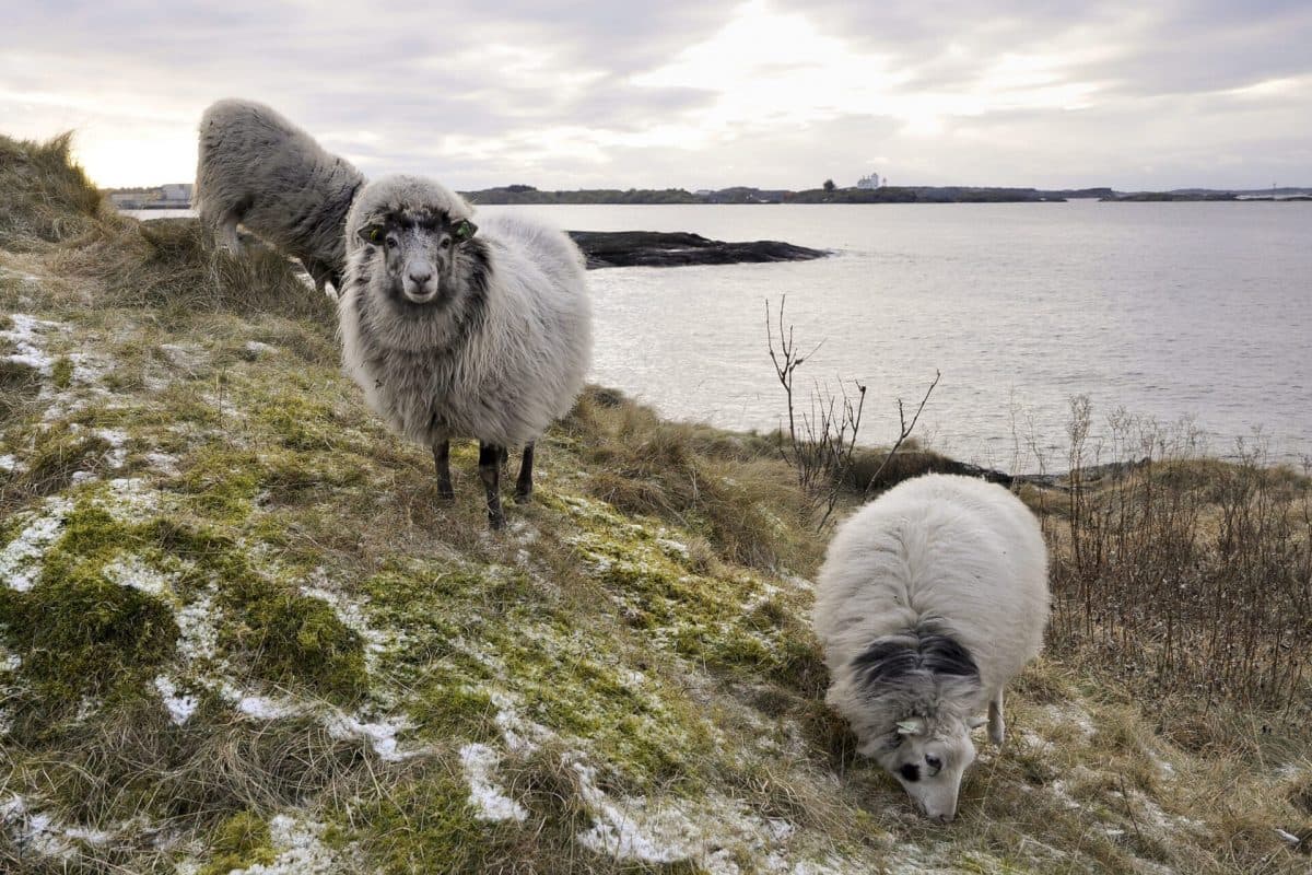 Villsau gresser på delvis snødekket mark ved kysten. Sørhaugøy fyr utenfor Haugesund i bakgrunnen. Villsauen er en spesielt hardfør og langragget sauerase som kan gå ute hele året. Haugesund, Rogaland