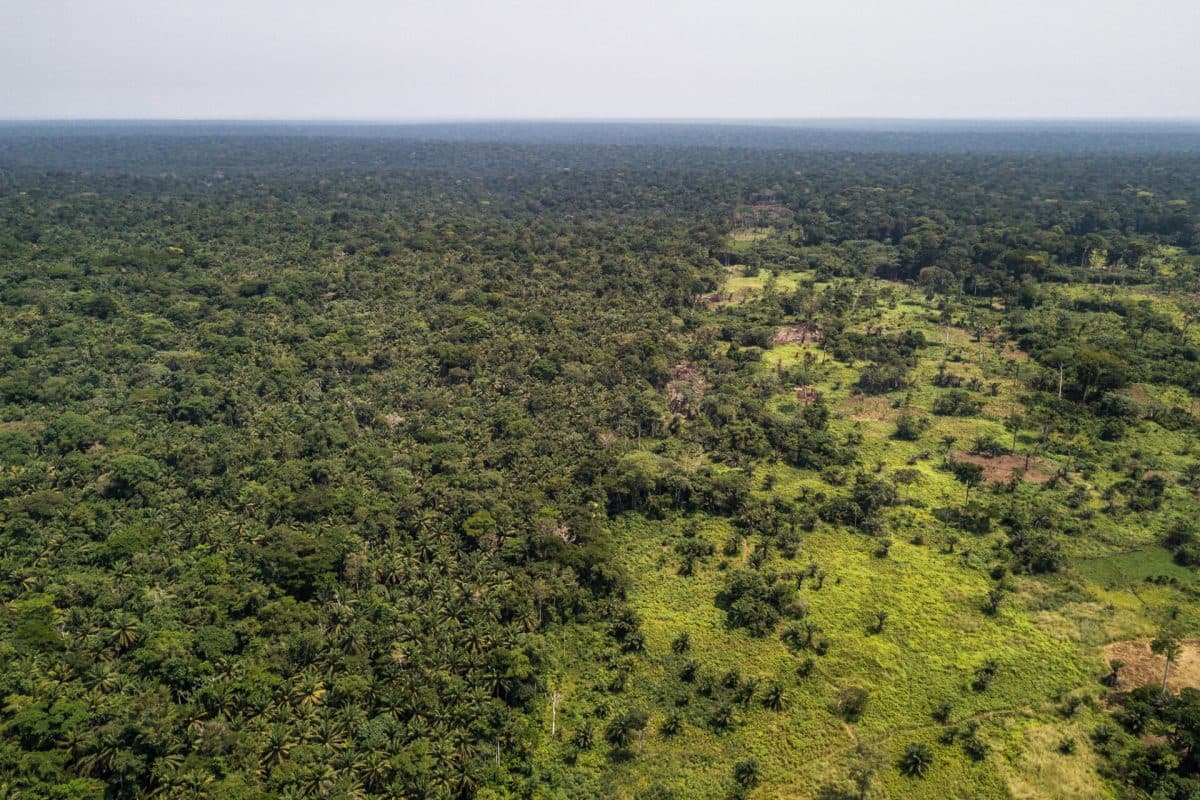 Fields bordering the forest near Yangambi, DRC.