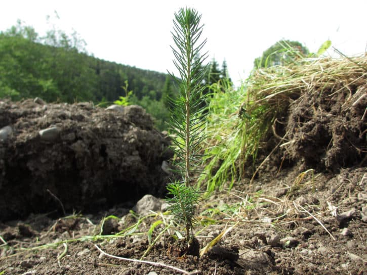 Nyplantet_skog_-_Flickr_-_Landbruks-_og_matdepartementet