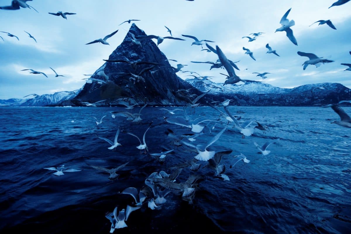 Måkeflokk i hav, fjell i bakgrunnen