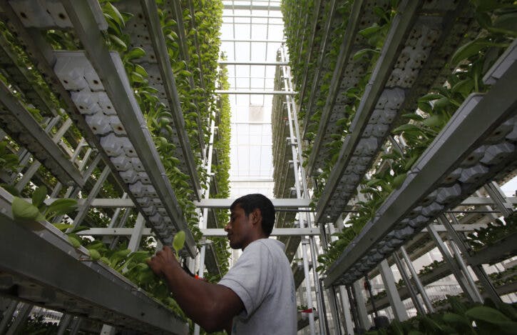 A worker harvests fresh produce from a tower at Sky Greens vertical farm in Singapore