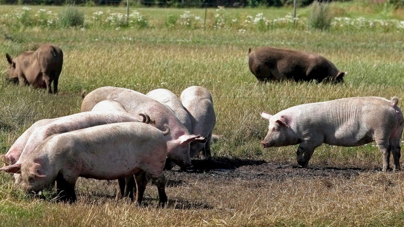 Svin_ved_Tarm,_Jylland_aug_2015_(20871345365)