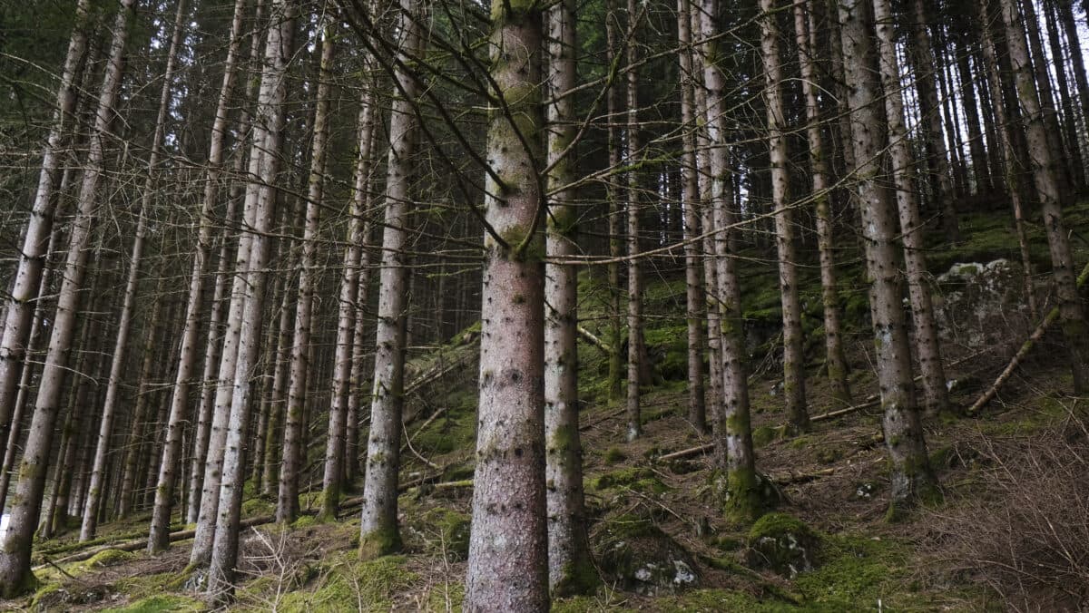 Karbonbinding i skog.