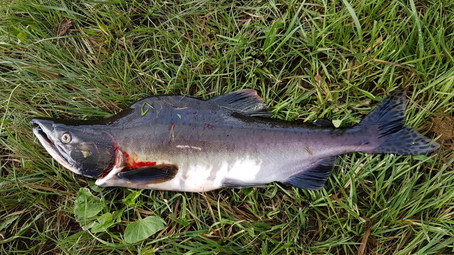 Bilde av en pukkellaks.