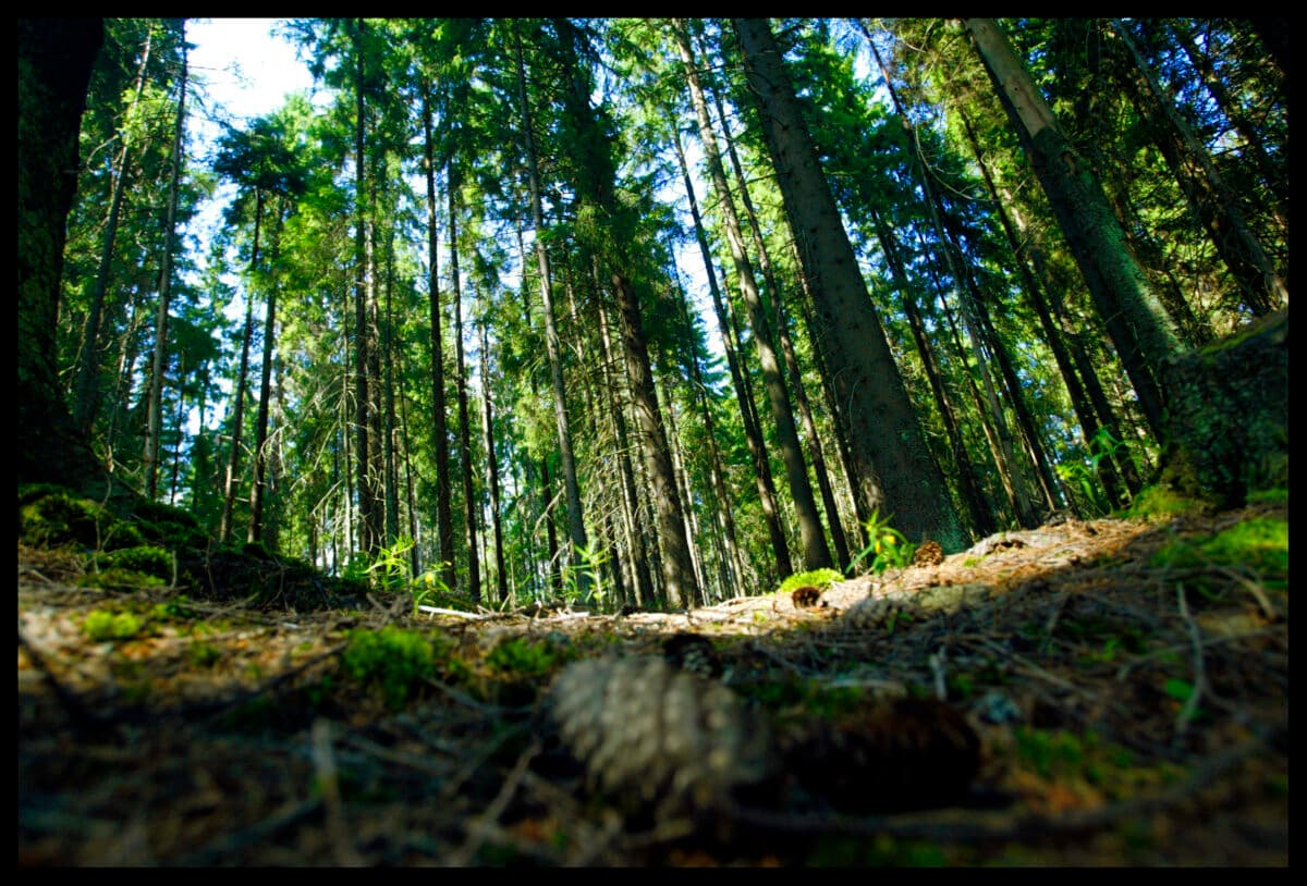 En skog med furutrær og mose.