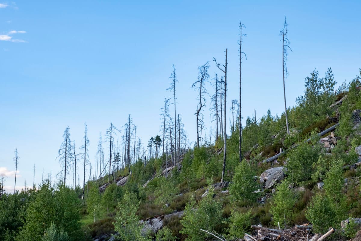 En fjellside med mange døde trær.