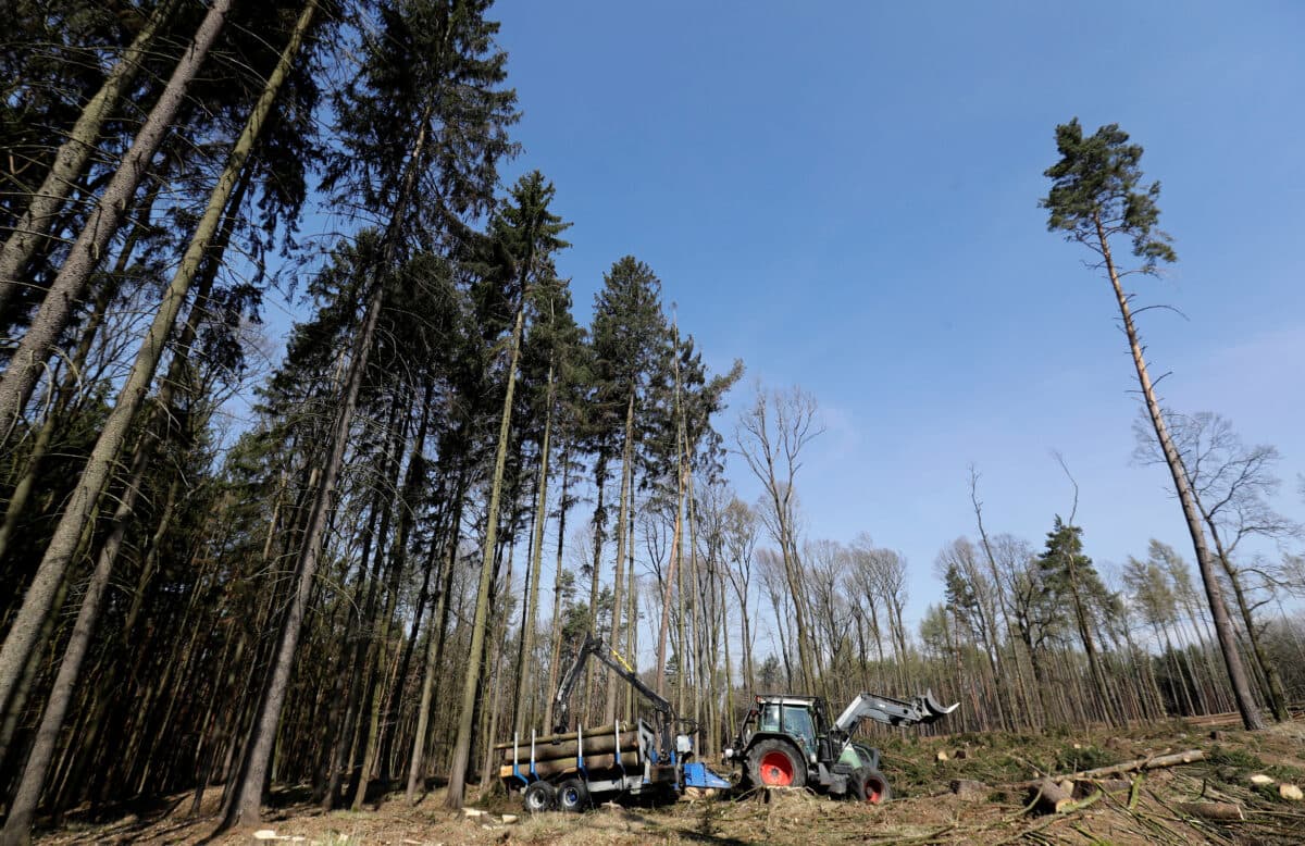 En traktor står i nærheten av veltede trær i et delvis ryddet skogområde under klar himmel.