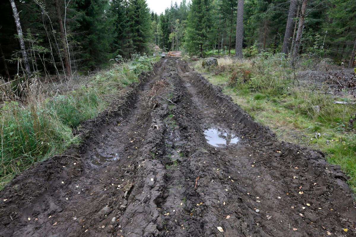 Gjørmete, sporete grusvei som fører gjennom en tett skog, med dekkspor fylt med vann og trestabler synlig i det fjerne.