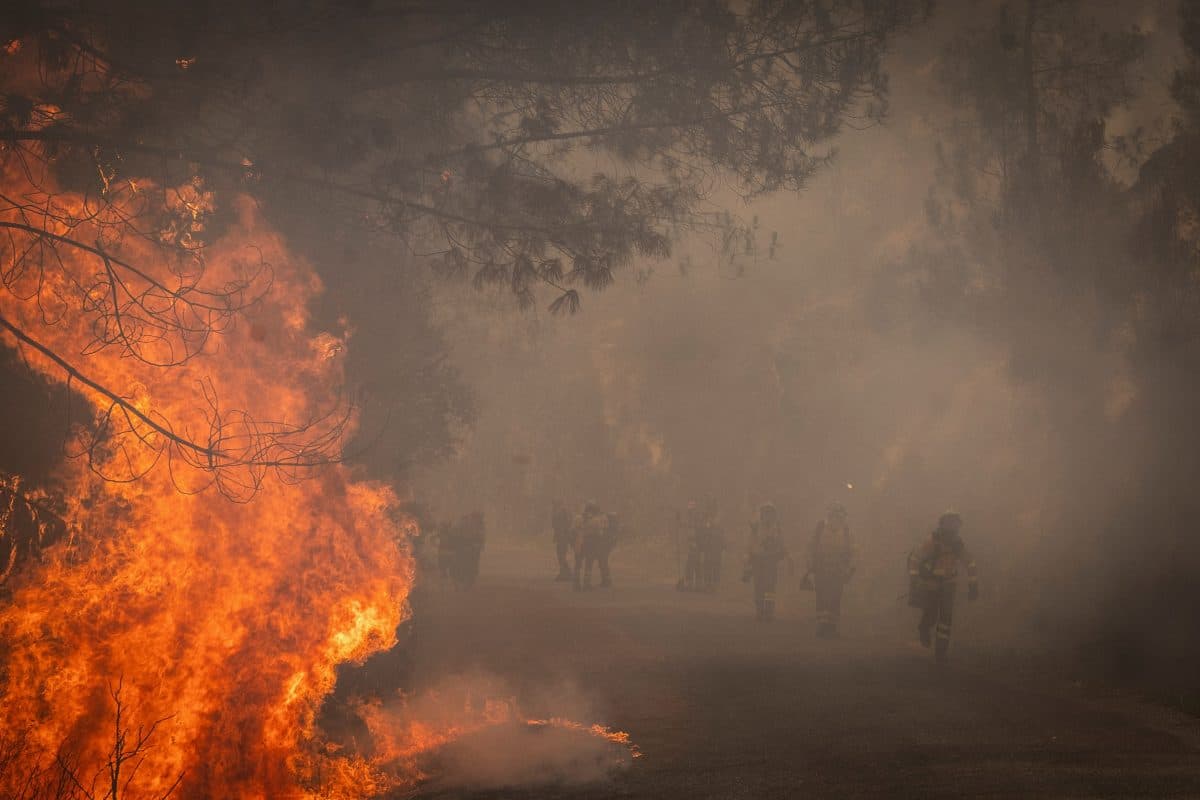 Store flammer og tykk røyk fra en skogbrann oppsluker et område langs en vei, mens brannmenn i beskyttelsesutstyr arbeider i bakgrunnen.
