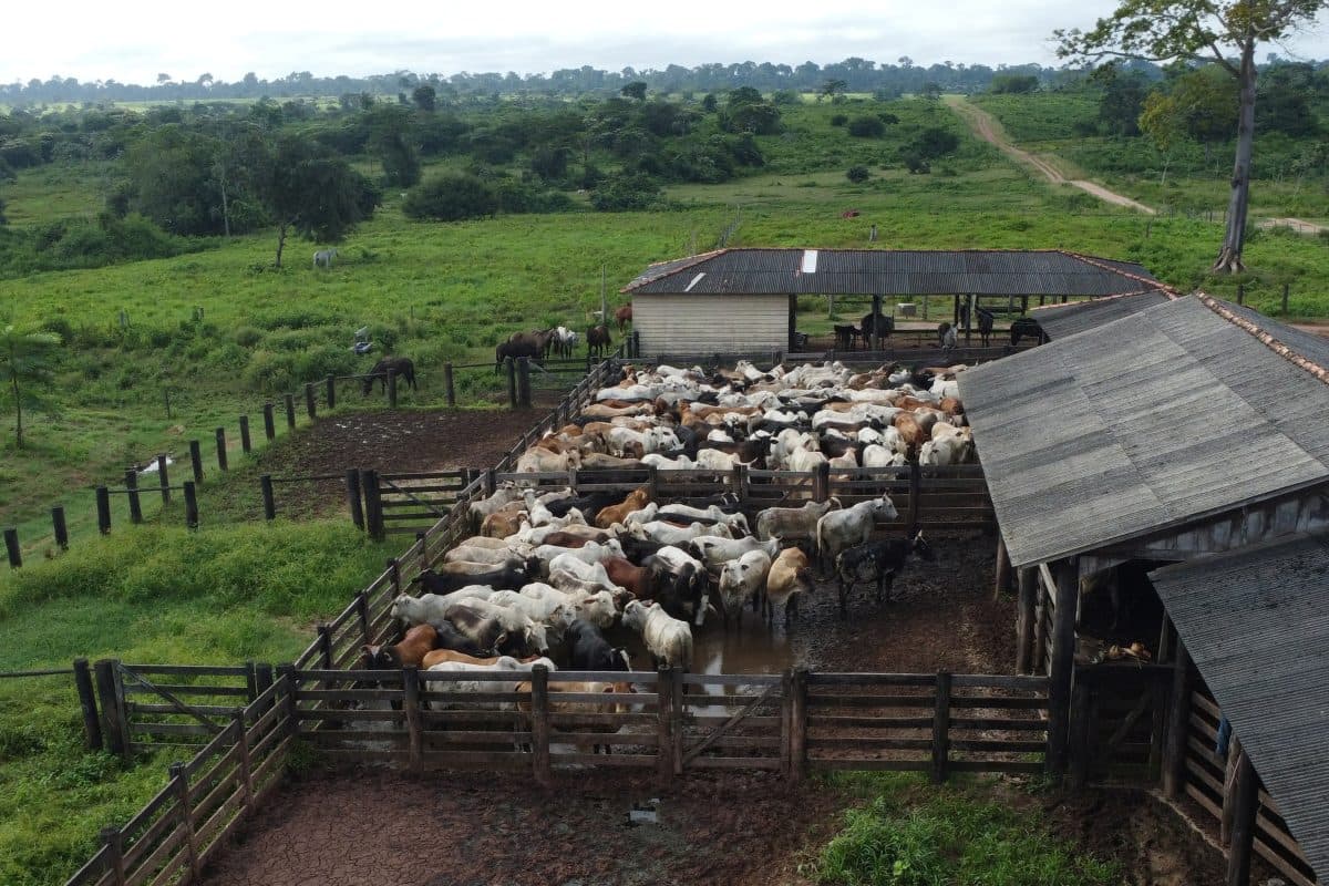 Flyfoto av storfe samlet i inngjerdede binger i nærheten av et fjøs på en gård på landsbygda, omgitt av grønne åkre og trær.