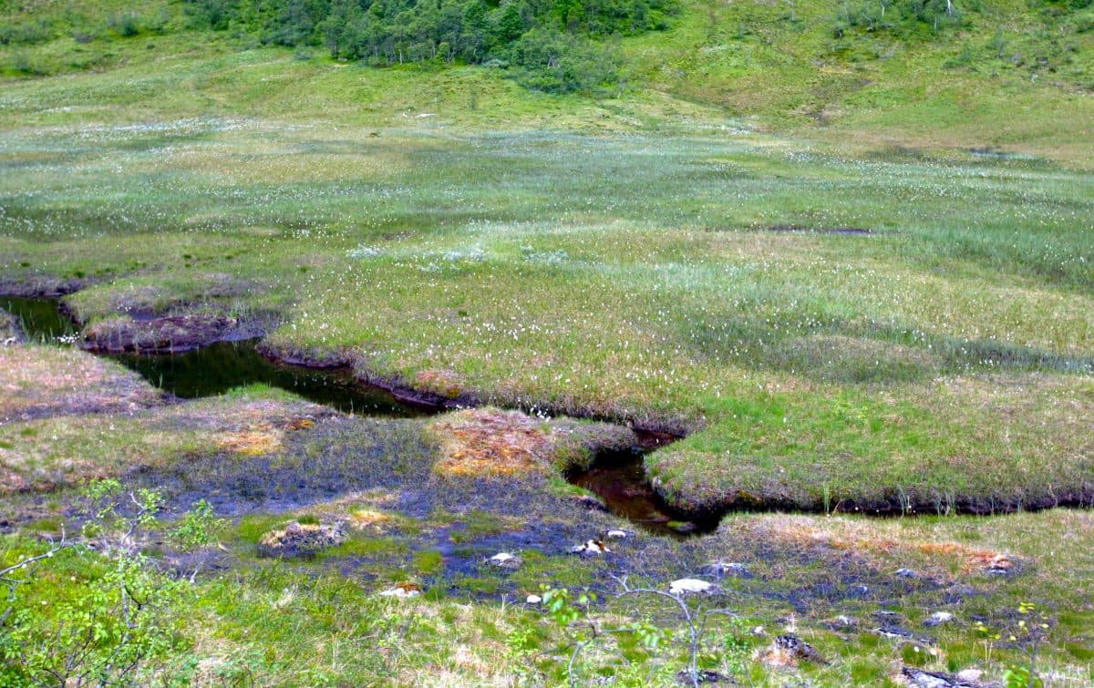 Et våtmarksområde med grønne gressflekker, mose og grunt vann, avgrenset av en gressbakke i bakgrunnen.