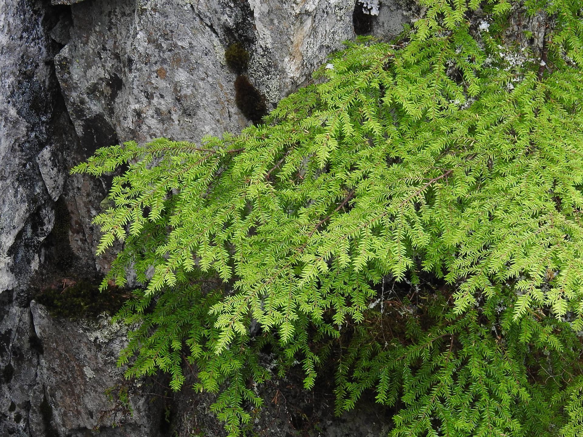 Fremmede arter: Vestamerikansk hemlokk