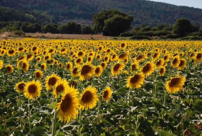Bilde av en åker med solsikker